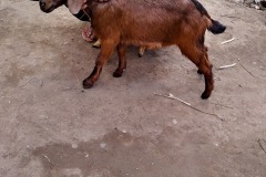 kalitar-goats